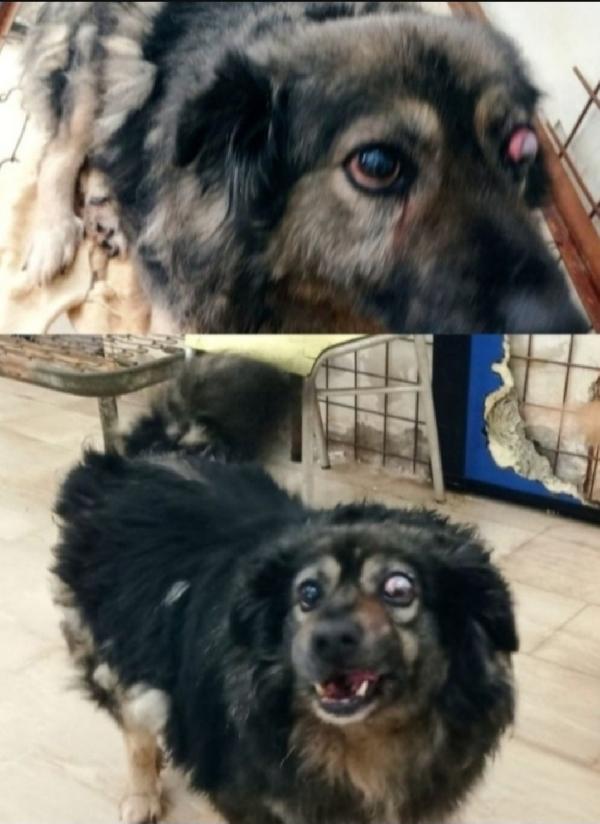 8/9anni picchiato ha perso 1occhietto! PUGLIA Foto 3