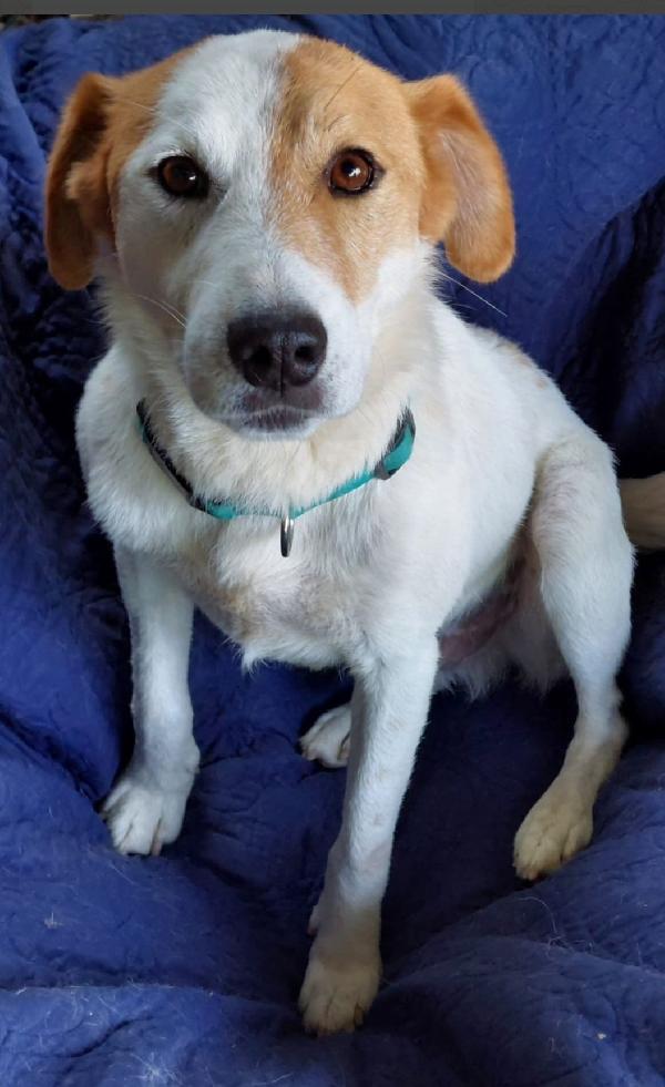 Totò 3Anni Tolto Da 1Canile Da Cui Non Si Esce!! Pavia