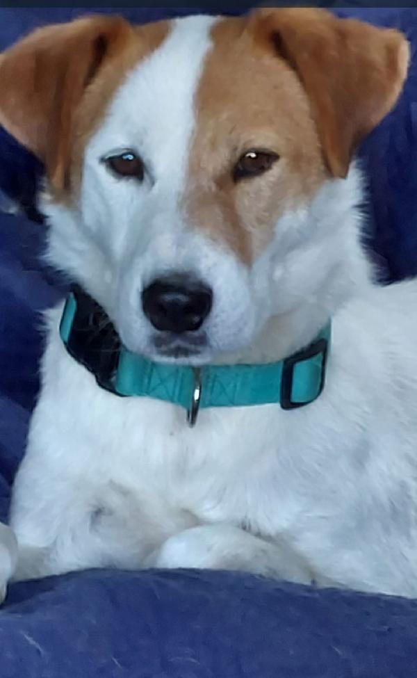 Totò 3anni tolto da 1canile da cui non si esce!! PAVIA Foto 2