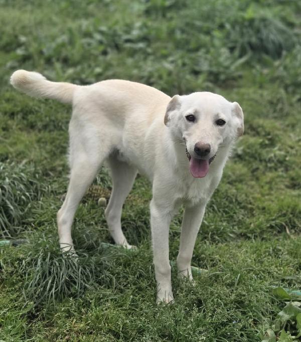 Una Mamma Per Marley 