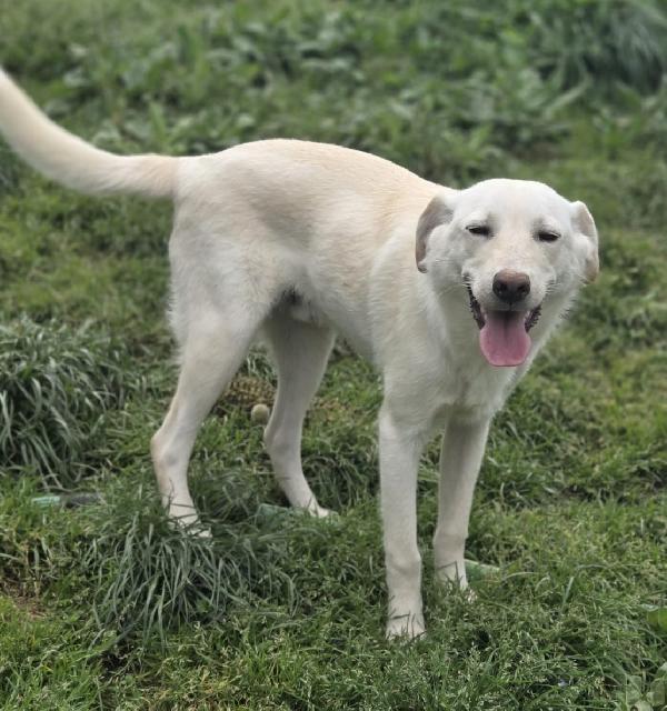 UNA MAMMA PER MARLEY  Foto 2