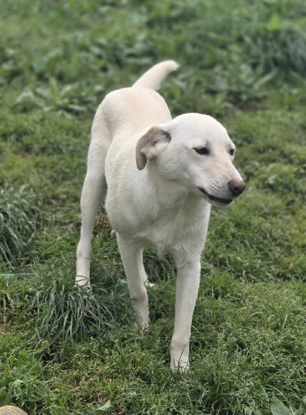 UNA MAMMA PER MARLEY  Foto 3