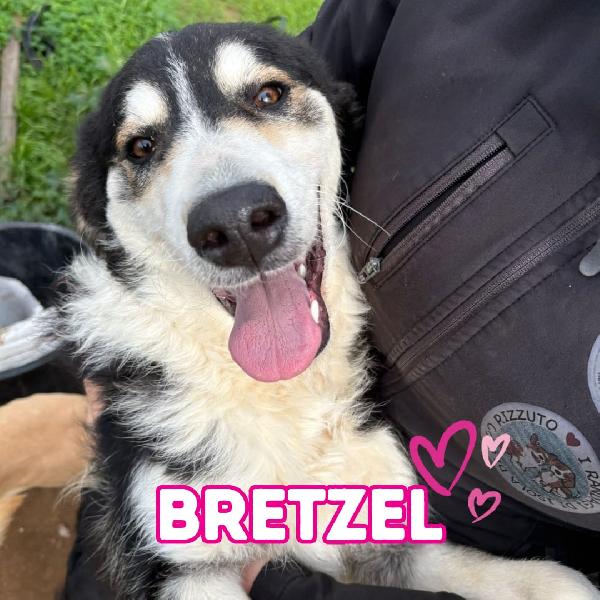Bretzel, Cerca Una Mamma