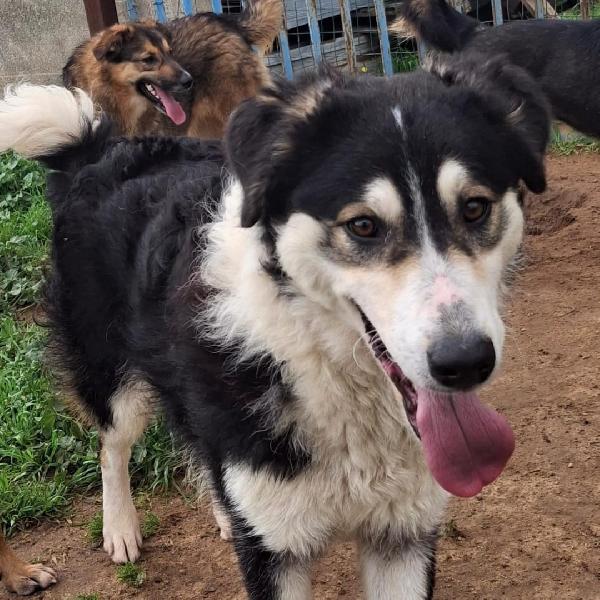 Bretzel, cerca una mamma Foto 3