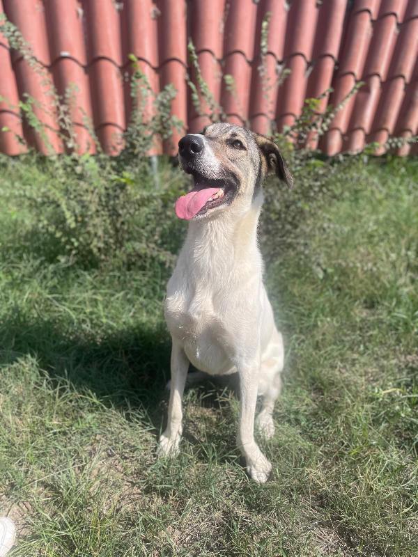 Maya Splendida Cagnolona Cerca Casa 