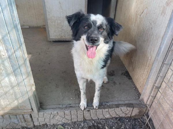Sam Splendido Simil Border Collie Cerca Casa 