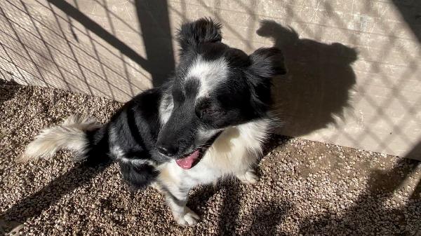 Sam splendido simil Border collie cerca casa  Foto 2