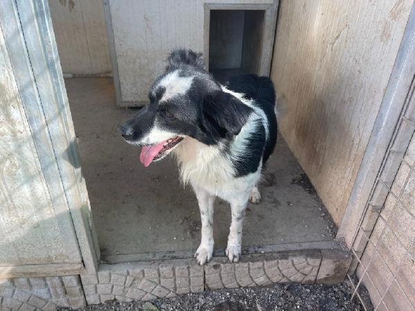 Sam splendido simil Border collie cerca casa  Foto 3