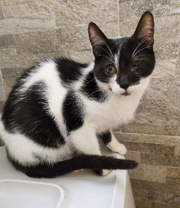 Gattini Maschi E Femmine , Dai 7 Mesi In Cerca Di Casa
