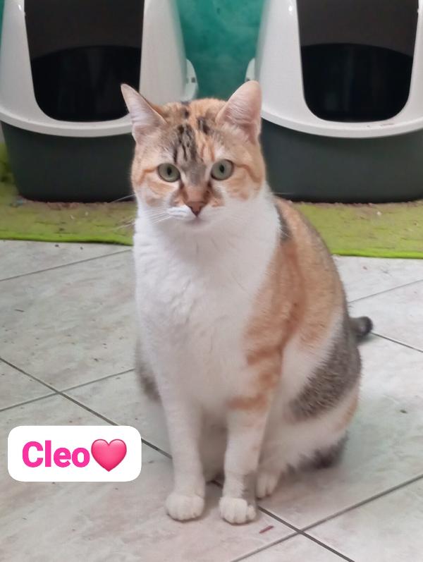 Gattini maschi e femmine , dai 7 mesi in cerca di casa Foto 6