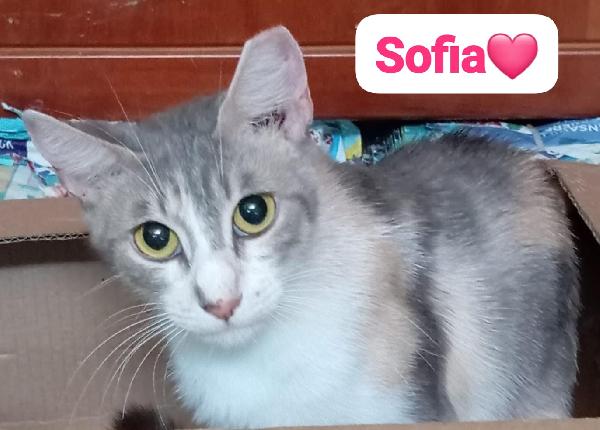 Gattini maschi e femmine , dai 7 mesi in cerca di casa Foto 8