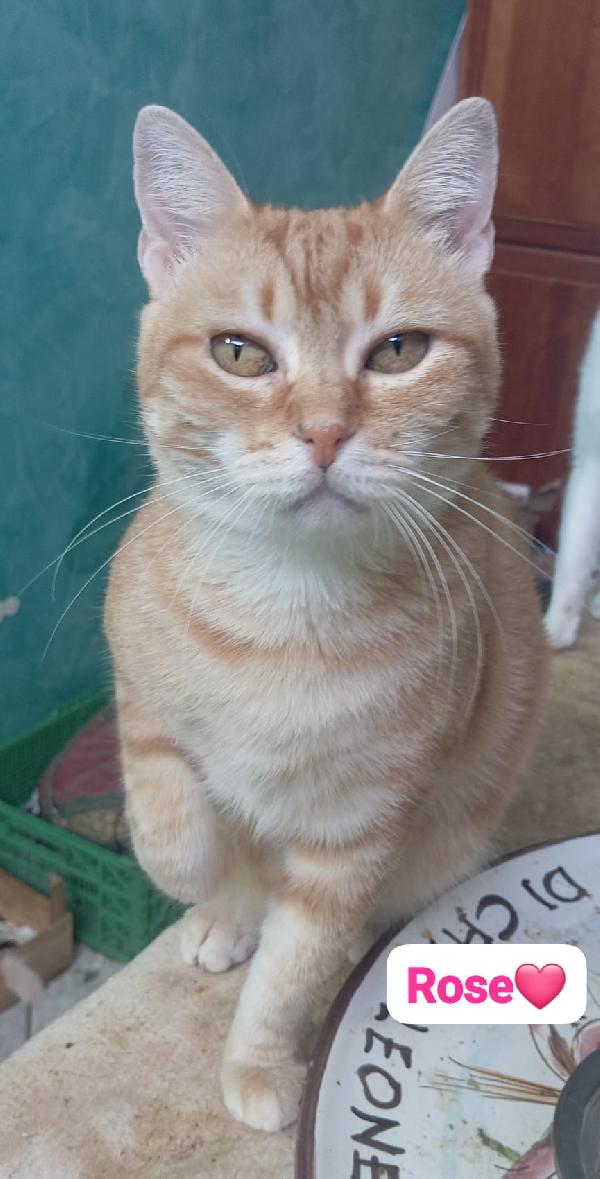 Gattini maschi e femmine , dai 7 mesi in cerca di casa Foto 9