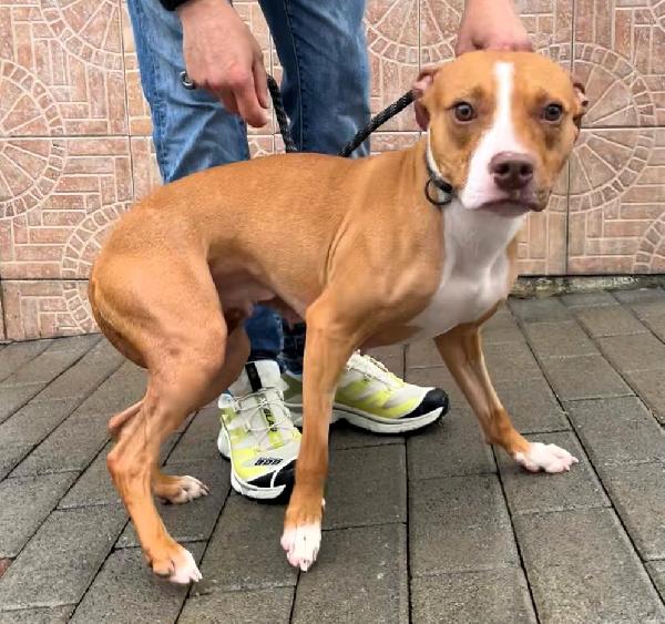 Mamma Andromaca E I Suoi 4 Cuccioli
