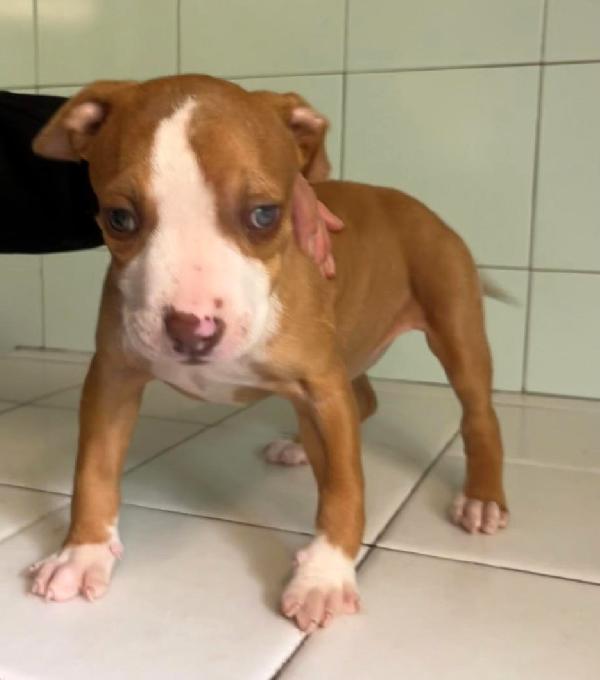 MAMMA ANDROMACA E I SUOI 4 CUCCIOLI Foto 2