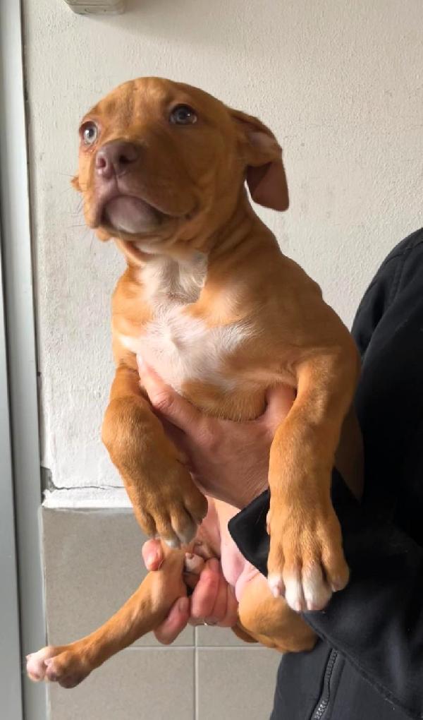 MAMMA ANDROMACA E I SUOI 4 CUCCIOLI Foto 3