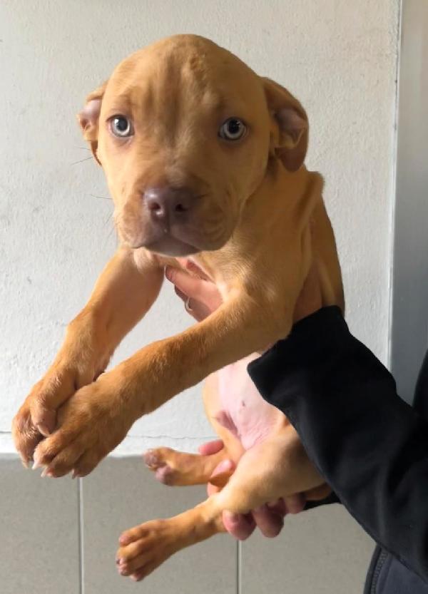 MAMMA ANDROMACA E I SUOI 4 CUCCIOLI Foto 5