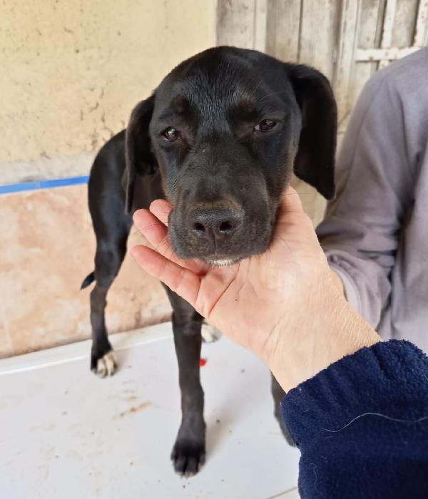 UNA MAMMA PER BLUE Foto 2