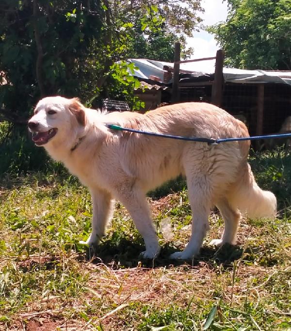 Taco Cucciolo Mix Golden 