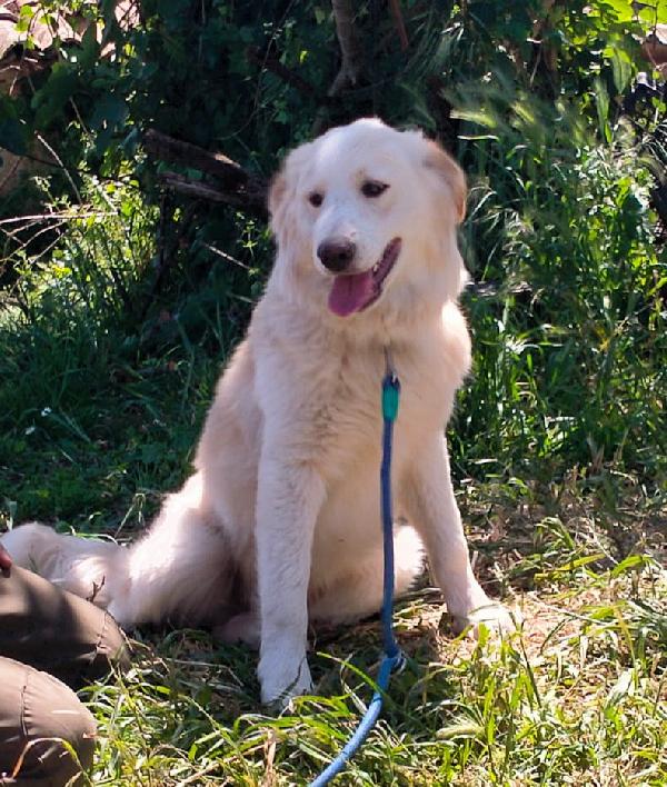 TACO CUCCIOLO MIX GOLDEN  Foto 3