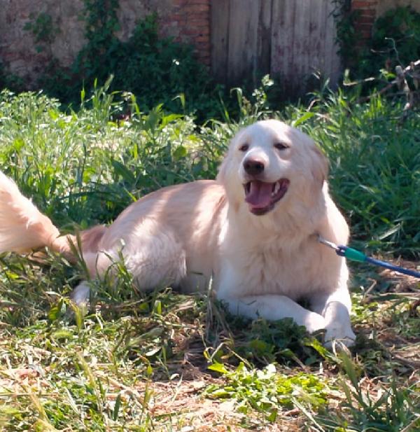 TACO CUCCIOLO MIX GOLDEN  Foto 4