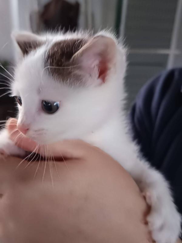 SAM e DEAN, dolci micini in adozione! Foto 2