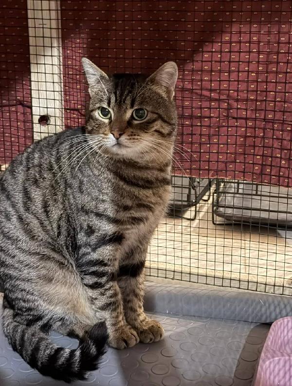 TIGRO, tenero gatto in adozione! Foto 5