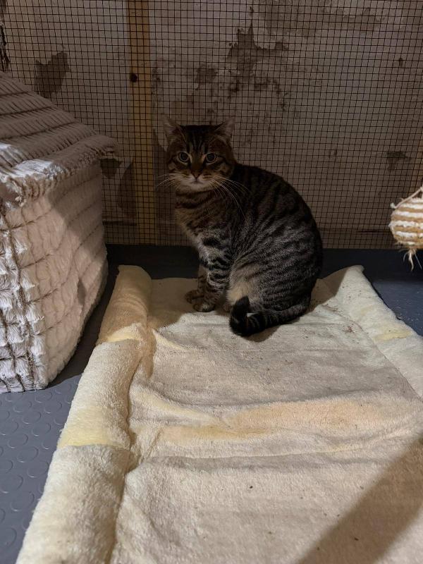 TIGRO, tenero gatto in adozione! Foto 7