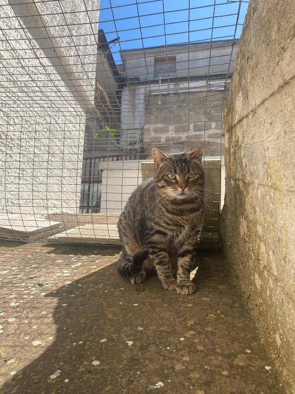 TIGRO, tenero gatto in adozione! Foto 8