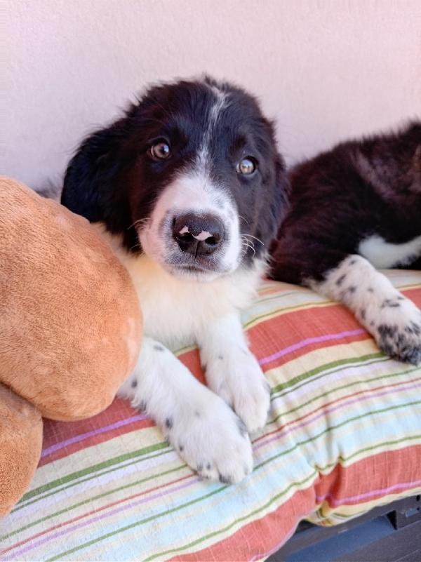Pistacchio Dolcissimo Cucciolo Simil Border Collie