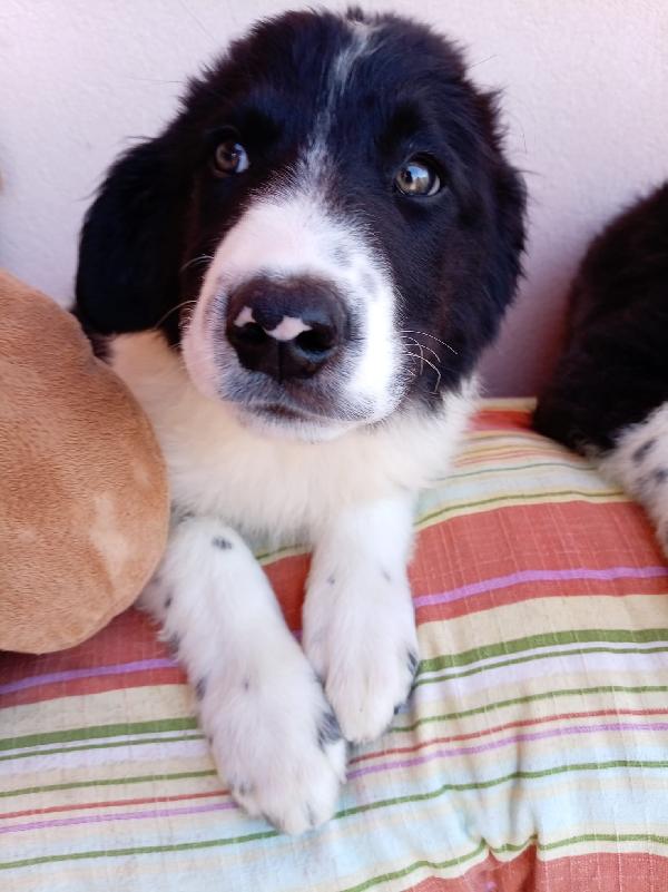 Pistacchio dolcissimo cucciolo simil border collie Foto 2