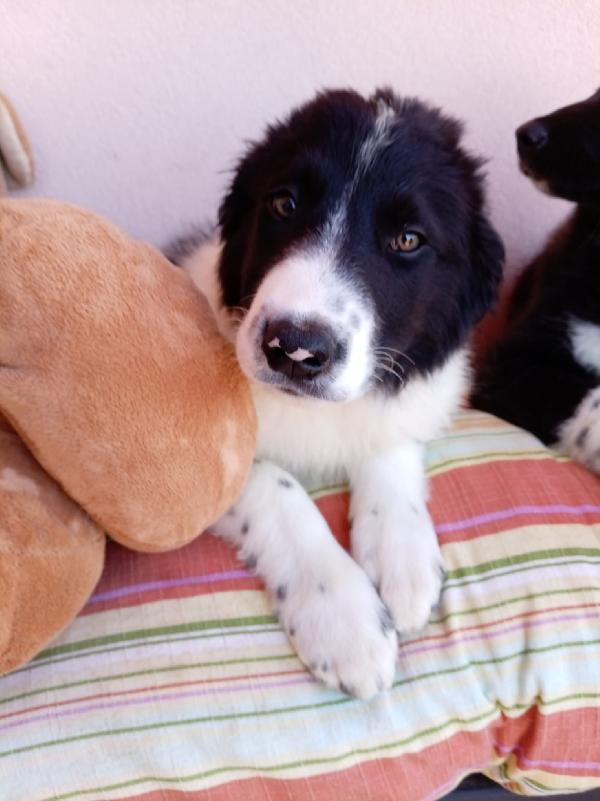 Pistacchio dolcissimo cucciolo simil border collie Foto 3