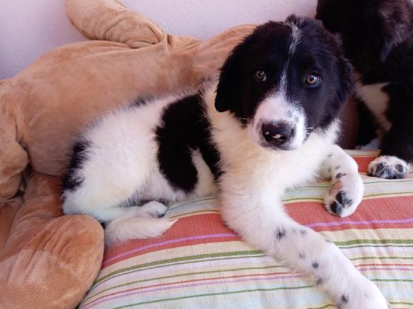 Virgola Dolcissima Cucciola Simil Border Collie