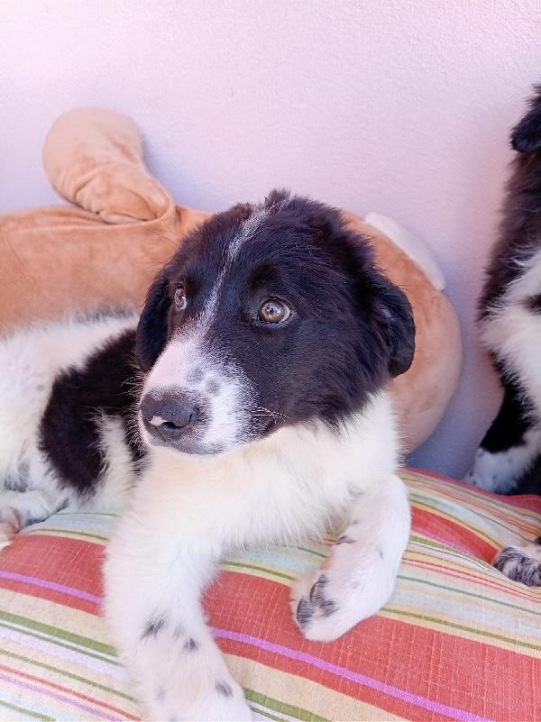 Virgola dolcissima cucciola simil border collie Foto 2