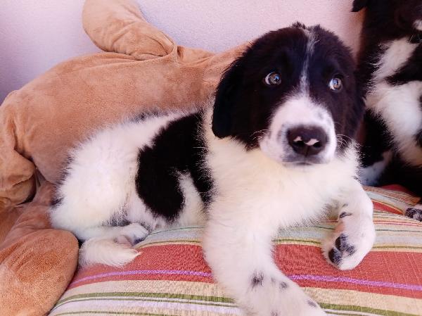 Virgola dolcissima cucciola simil border collie Foto 3