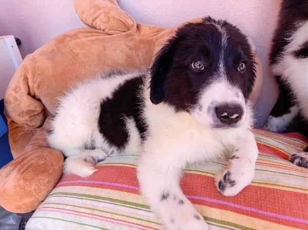 Virgola dolcissima cucciola simil border collie Foto 4
