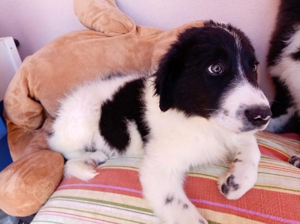 Virgola dolcissima cucciola simil border collie Foto 5