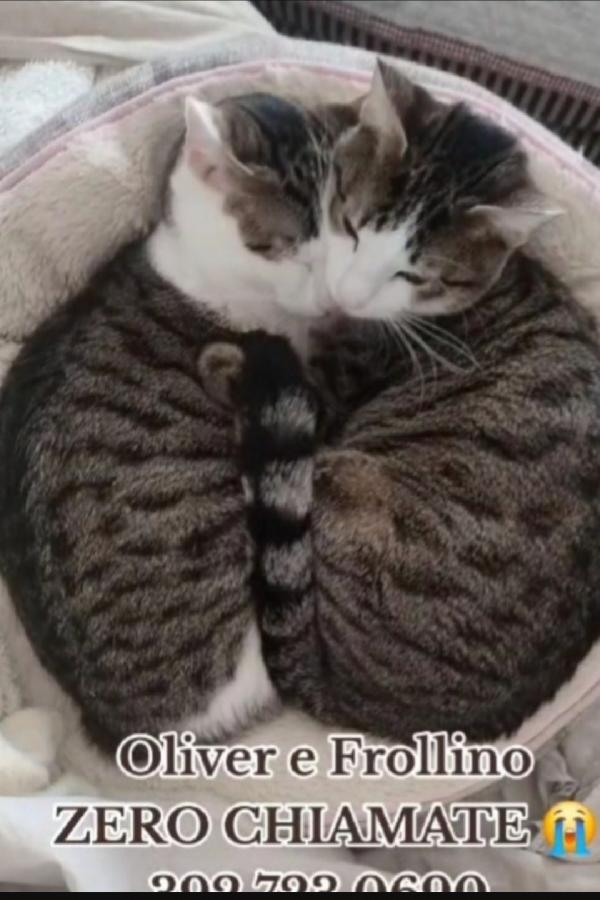 Oliver E Frollino Mici 2Anni Insepatabili! Roma