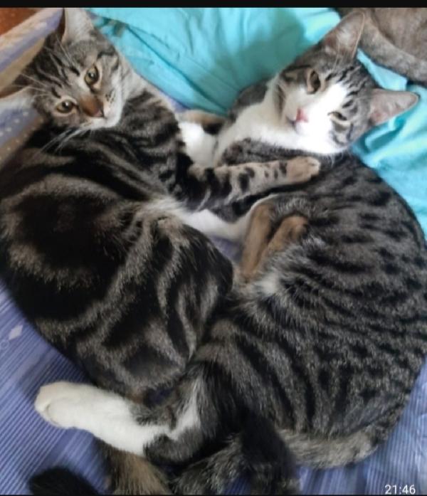Oliver e Frollino mici 2anni INSEPATABILI! ROMA Foto 2