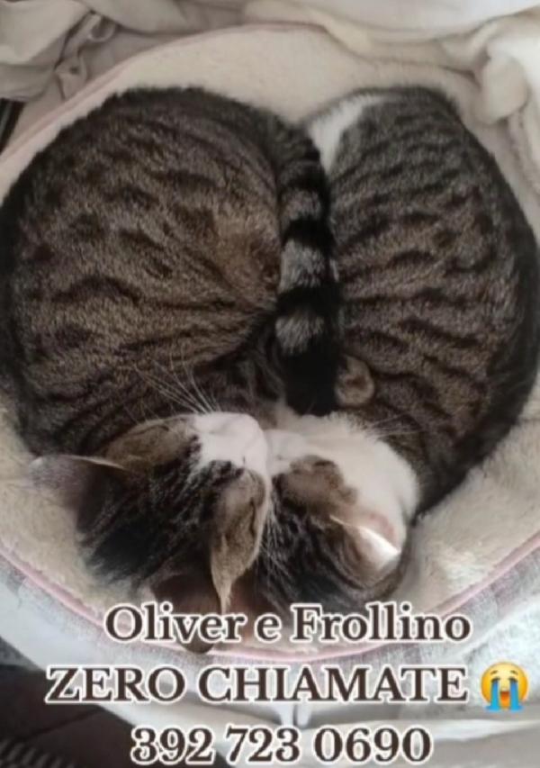 Oliver e Frollino mici 2anni INSEPATABILI! ROMA Foto 4