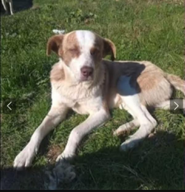 Charly 4/5Anni Nato Sfortunato..da 1Stallo All Altro Senza Tregua!