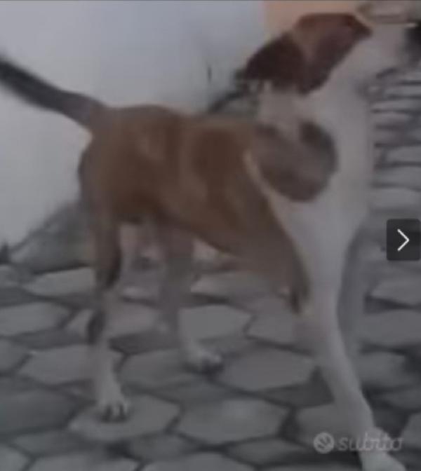 Charly 4/5anni nato sfortunato..da 1stallo all altro senza tregua! Foto 3