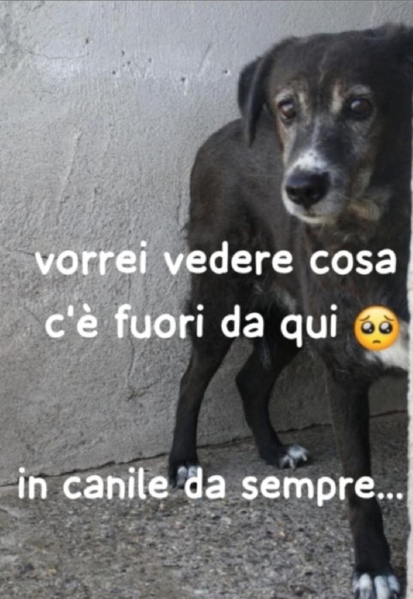 Rocki Femmina 9Anni In Canile Da Cucciola!! Calabria