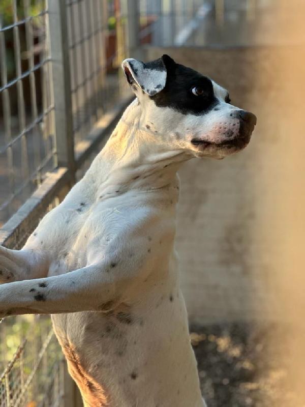 Fiorella splendida simil Amstaff cerca casa  Foto 2