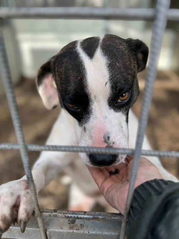 Fiorella splendida simil Amstaff cerca casa  Foto 5
