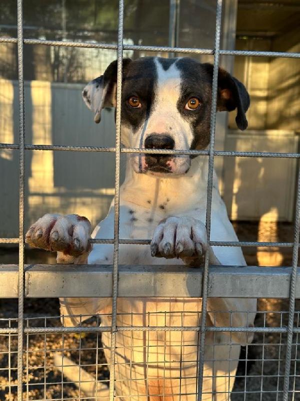 Fiorella splendida simil Amstaff cerca casa  Foto 6