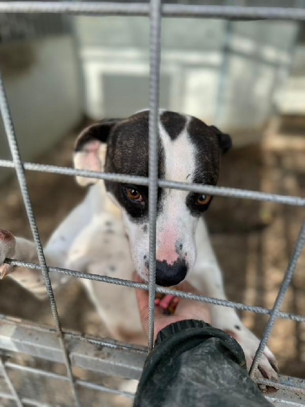 Fiorella splendida simil Amstaff cerca casa  Foto 7