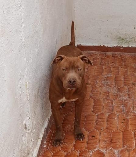 Aiutiamo Red Meraviglioso Pitt In Canile