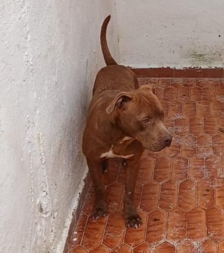 AIUTIAMO RED MERAVIGLIOSO PITT IN CANILE Foto 2