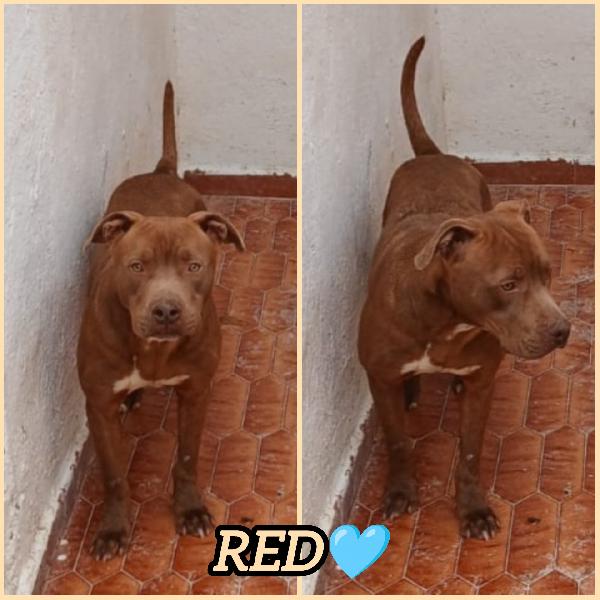 AIUTIAMO RED MERAVIGLIOSO PITT IN CANILE Foto 3