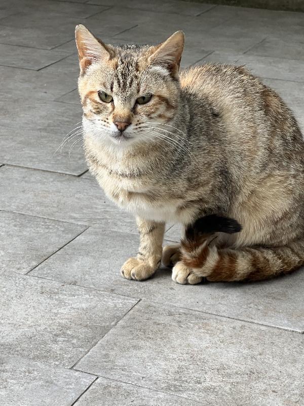 Morgana E Scheggia Cercano Adozione (Pozzuoli Napoli)